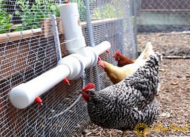 How to make a drinking bowl for chickens with your own hands