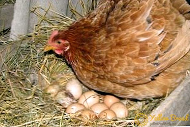 كيفية جعل تغذية لالدجاج البياض في المنزل: دراسة النظام الغذائي للدواجن