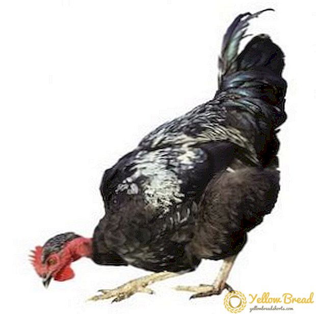 Indokury: Charakteristik und Grundlagen der Zucht von Hühnern mit nacktem Hals