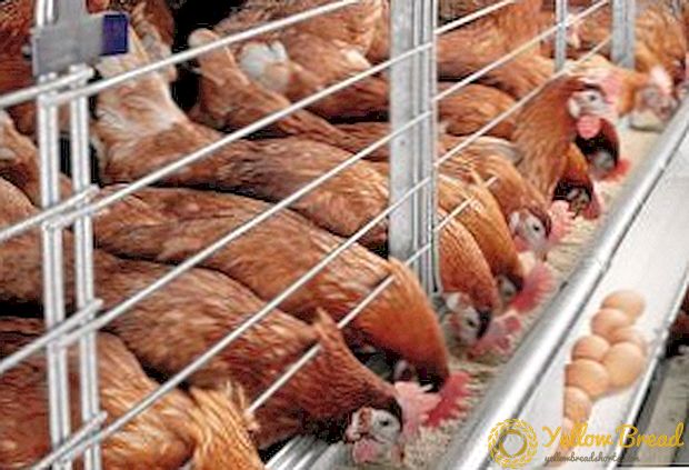 היתרונות והחסרונות של שמירה על תרנגולות בכלובים