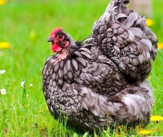 Vágó- és csirkefeldolgozási technológia