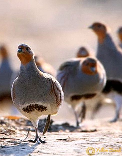 Kabeh sing paling penting babagan partridge breeding ing ngarep