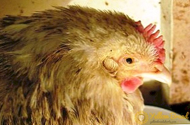 علاج pasteurellosis في الدجاج المنزلي