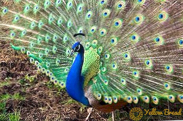 Types of peacocks, their description and photo