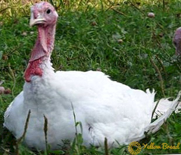 Ağ göyrüşlü turkey: məzmun və heyvandarlıq xüsusiyyətləri