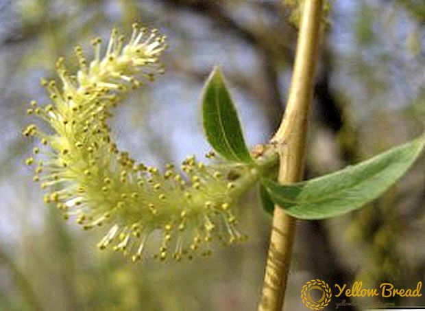 Panyakit willow lan hama umum lan kontrol efektif