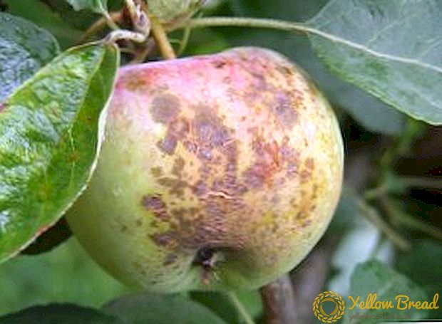 Како да се излечи јаболкница од болести, ефективни методи