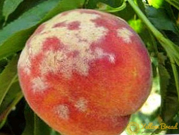 Hur man hanterar persikosjukdomar