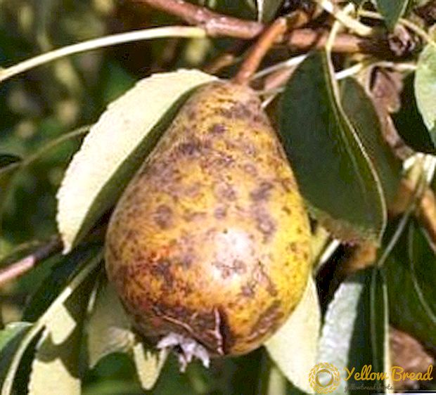Hur man hanterar sjukdomar i päron