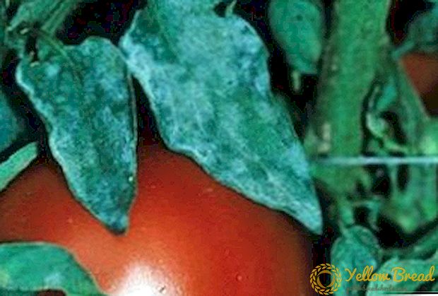 Πώς να ασχοληθεί με την σκόνη ωίδιο στις ντομάτες