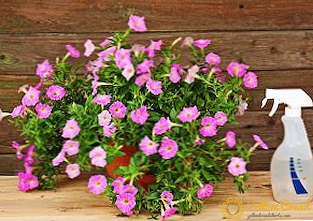 Mealy dew on petunias: prevention and control measures