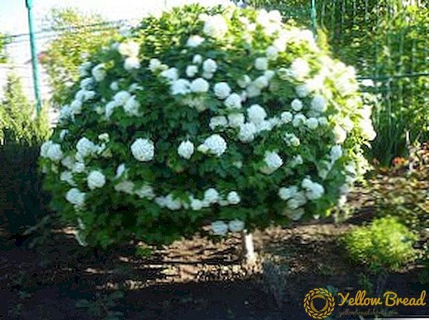 The best tips for the care and planting viburnum Buldenezh