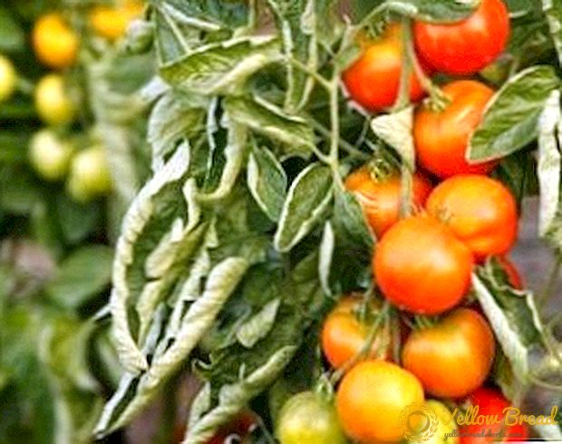 Ziekten van tomaten en methoden om hiermee om te gaan