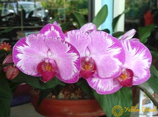 Vad ska man göra om klibbiga droppar dykt upp på orkidén