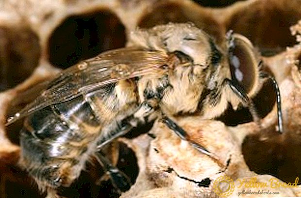 وصف سلالة النحل والاختلاف بينهما