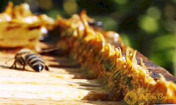 The use of propolis tincture in various diseases