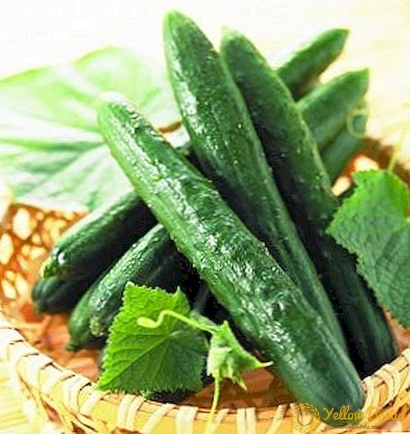 Miracle luar negeri: jinis cucumbers Cina