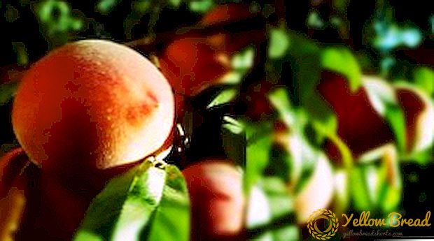 Kuinka käsitellä kiemurtelevia persikan lehtiä