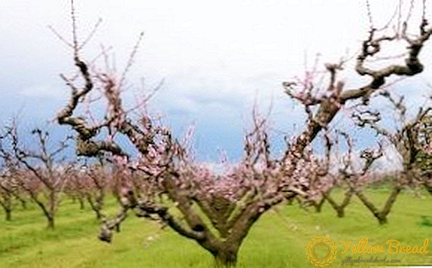 桃の木を剪定する方法