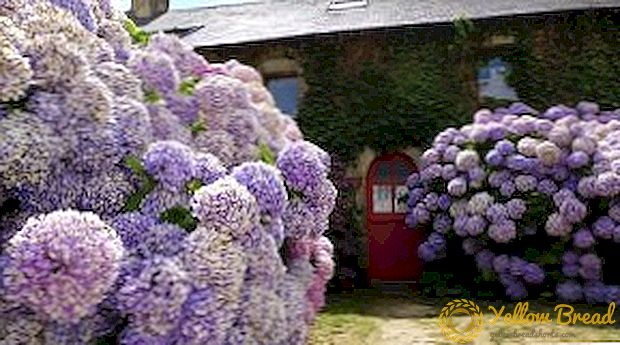 自宅での紫陽花の植え付けと手入れの特徴