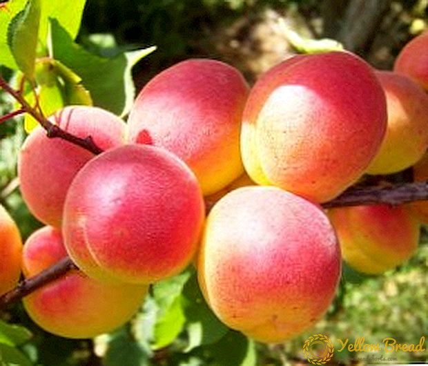 Rødkinnet aprikos: karakteristisk for sorten og dyrking agrotechnology