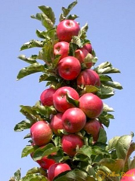 טיפול גיזום של תפוח עמודה