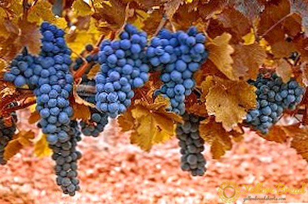 Potong anggur di musim gugur