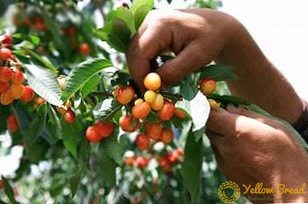 Fitur pruning cherries