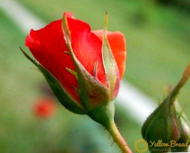 Ποια λάθη όταν μεγαλώνουν οι καλλιεργητές τριαντάφυλλων κάνουν τα μέγιστα
