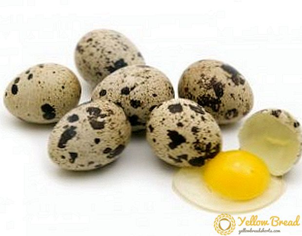 ウズラの卵：尊厳と害は何ですか？
