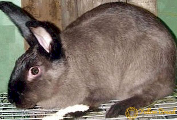 Egenskaber ved vedligeholdelse og pleje af marderin kaniner