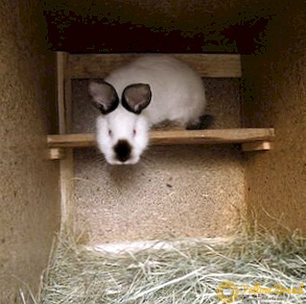 Shedding rabbits, how to make a shed for a rabbit with your own hands