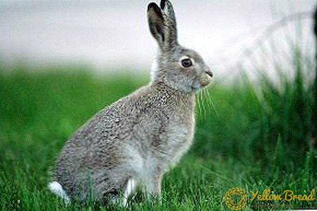 שמש ומכת חום בארנבות, עזרה ראשונה לבעלי חיים