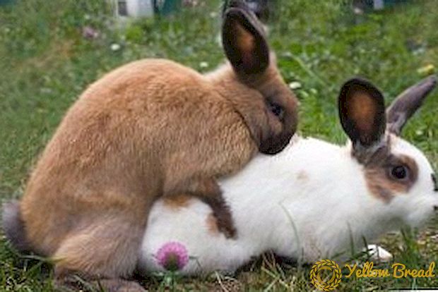 เมื่อฉันสามารถปล่อยกระต่ายกระต่ายเมื่อ?