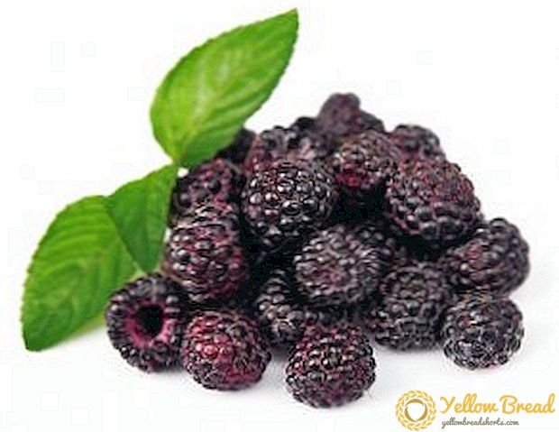 Ang paggamit ng itim na raspberries: kapaki-pakinabang na mga katangian at contraindications