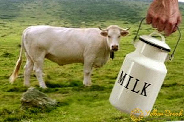 TOP-7 tejelő tehenek fajtái