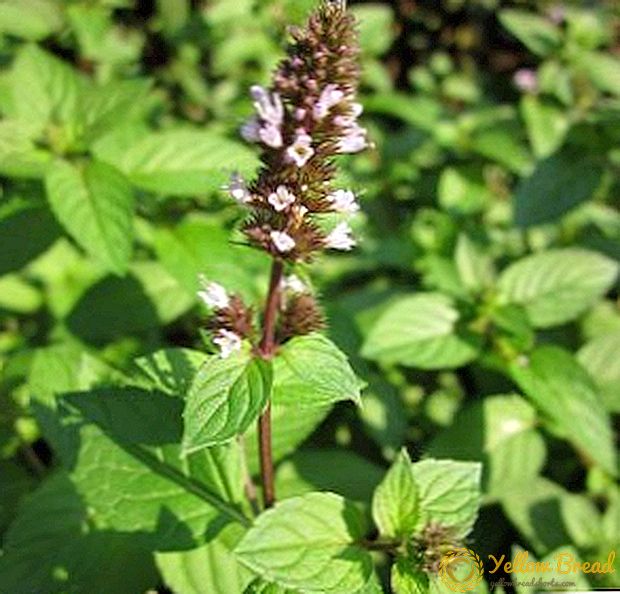 Features of planting and care for peppermint in the garden