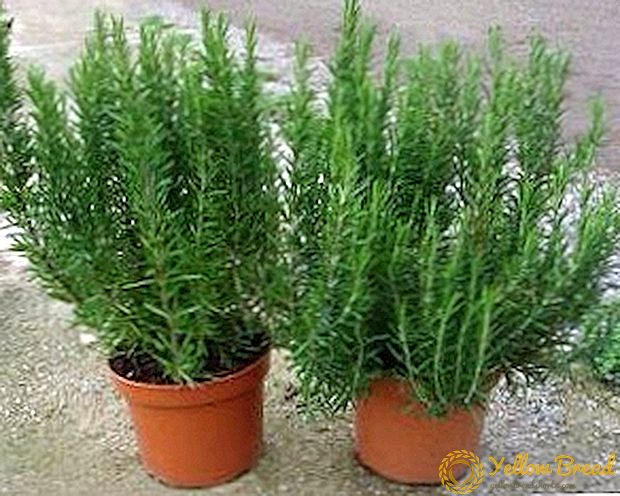 Kenmerken van planten en verzorgen van rozemarijn, tips voor kwekersliefhebbers