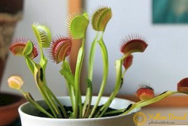 Үйде Venus flytrap қалай өседі