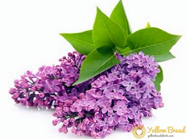 Lilac: vidokezo juu ya kupanda na huduma