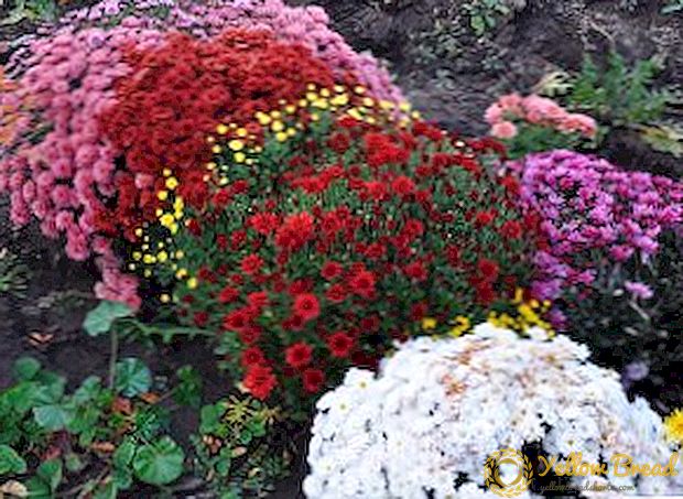 Plantning og pleje af krysantemum multiflora, funktioner i voksende sfæriske planter