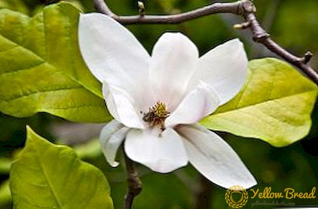 Vegetatieve en zaadvermenigvuldiging van magnolia