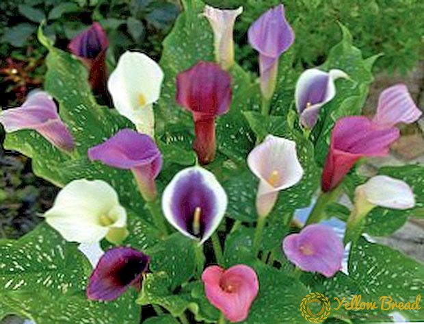Callas: the secrets of growing at home