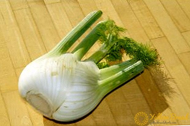 Fennel: planting and care at their summer cottage