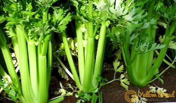 Features of the cultivation of stalked celery: rules of planting and care