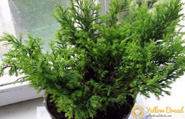 Hvordan man vælger en cypress værelse, cypress arter med en beskrivelse og foto