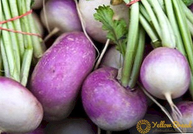 Agrotechnics paglinang turnips mula sa buto sa kanilang hardin