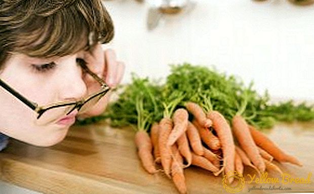 Karotten profitieren, schaden und Eigenschaften des Produkts
