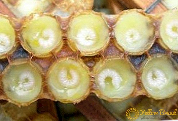 Collecting royal jelly, how to get the product in the apiary