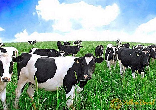 Rusia ngganti taktik industri susu